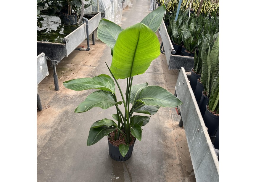 STRELITZIA NICOLAI 3PP 25/19  H140