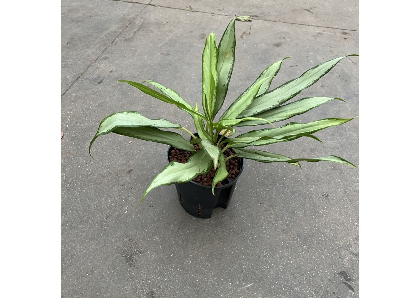 AGLAONEMA SILVER LANCE  13/12 H25