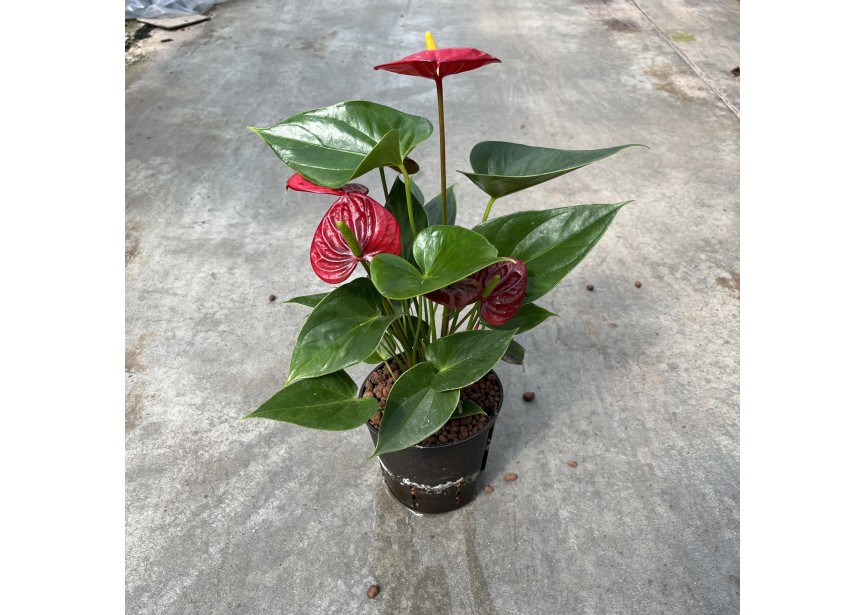 ANTHURIUM ANDREANUM ROUGE 13/12 H45