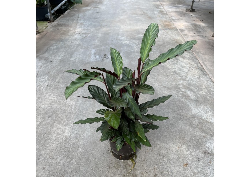 CALATHEA RUFIBARBA  13/12 H40/50