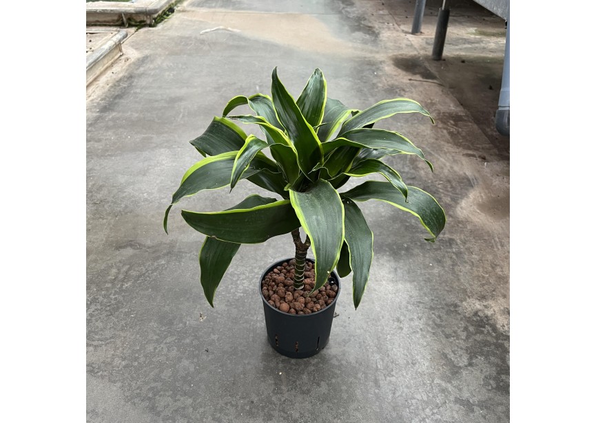 DRACAENA DORADO STAMM 13/12 H45