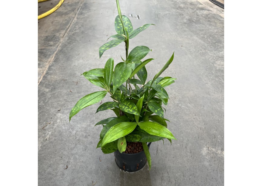 DRACAENA SURCULOSA 13/12 H40