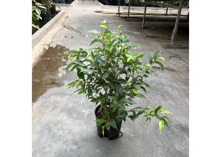 FICUS BENJAMINA NATASJA 13/12 H40