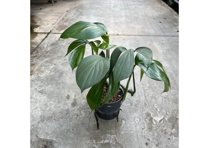 PHILODENDRON DRAGON TAIL 13/12 H25