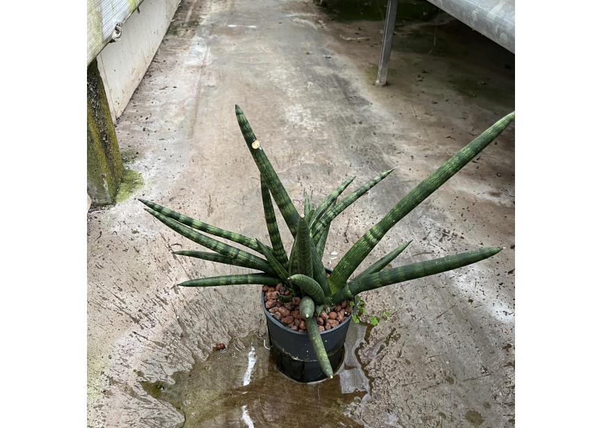 SANSEVIERIA CYLINDRICA SKYLINE 13/12 H25