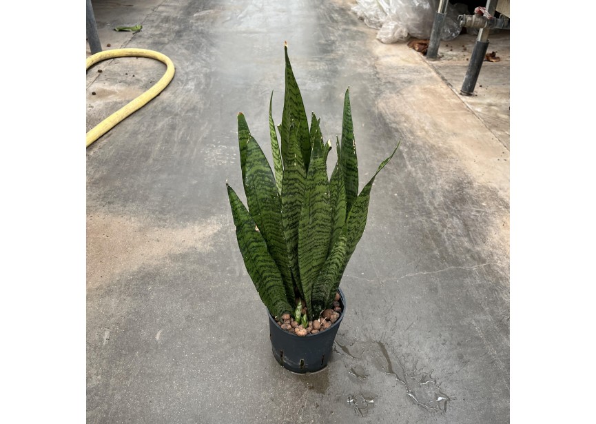 SANSEVIERIA ZEYLANICA 13/12 H40/50