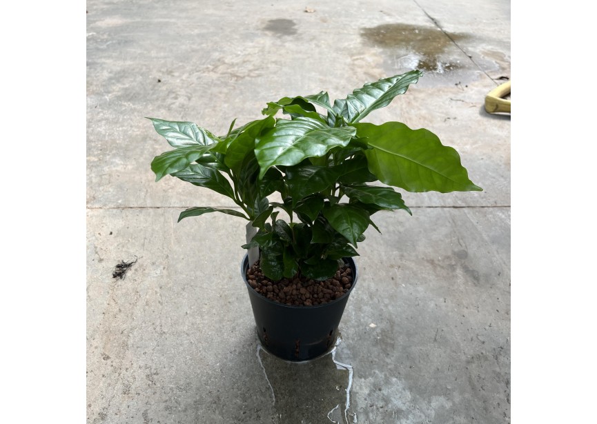 COFFEA ARABICA 13/12 H35