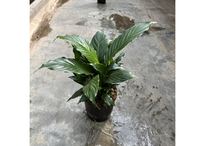 SPATHIPHYLLUM 13/12 H50