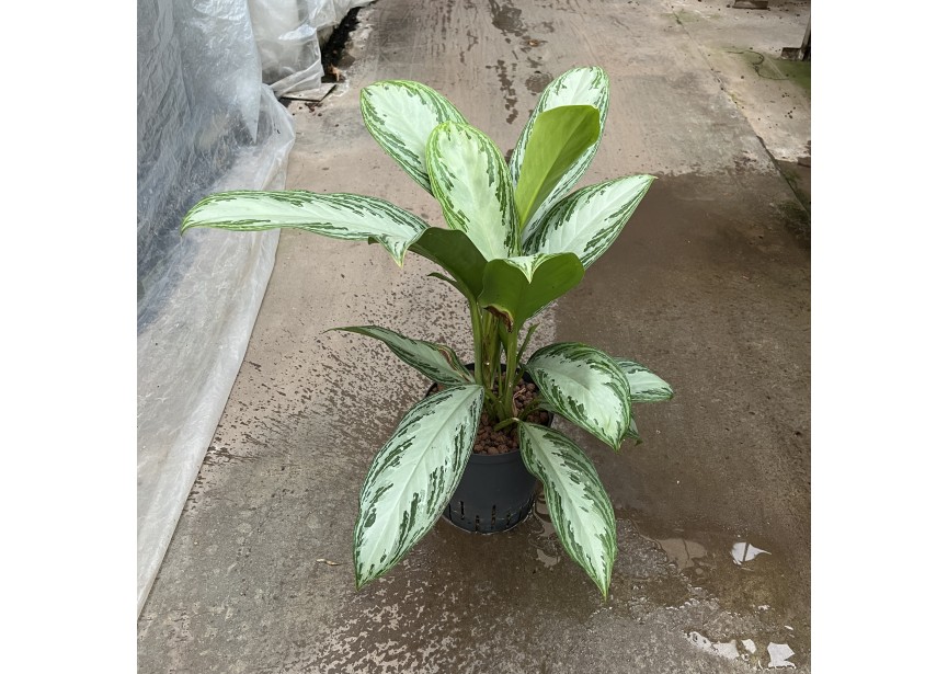 AGLAONEMA SILVER BAY 18/19 H50