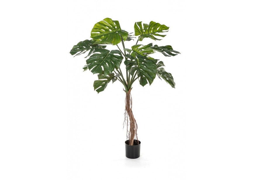 SPLIT PHILO ROOT TREE 130CM