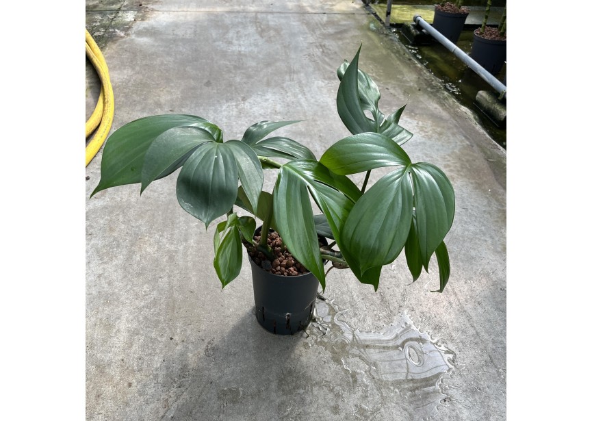 PHILODENDRON DRAGON TAIL 15/19 H60