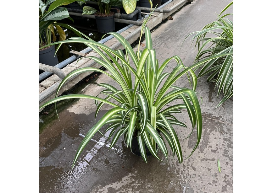 CHLOROPHYTUM VARIEGATUM  13/12 H30