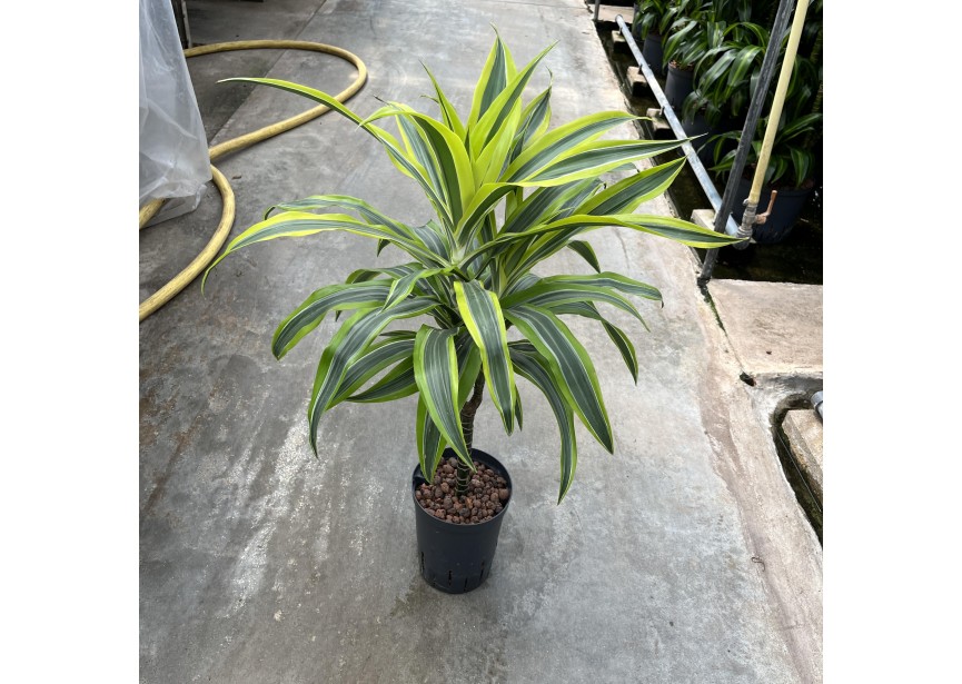 DRACAENA LEMON LINE STAMM 30  15/19 H70