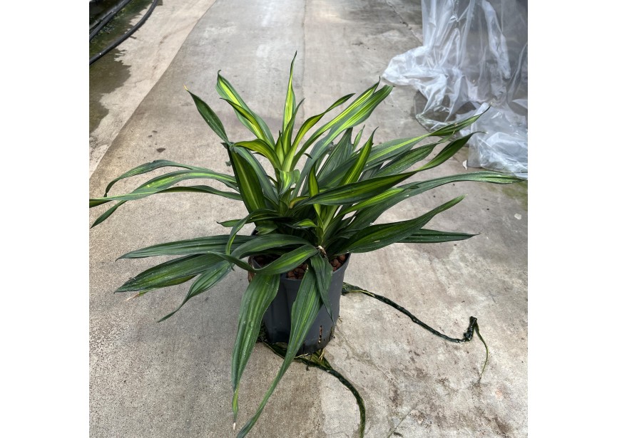 DRACAENA RIKI TETE 2PP 15/19 H30/40