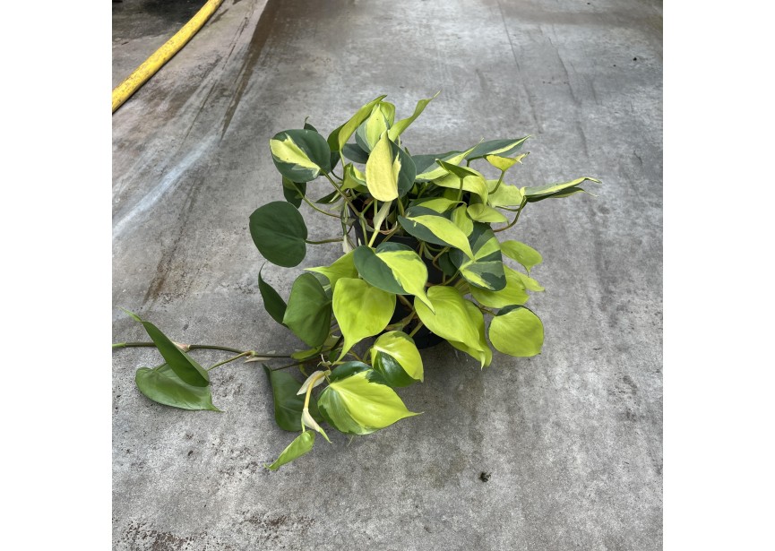 PHILODENDRON SCANDENS VARIEGATA 15/19 H30