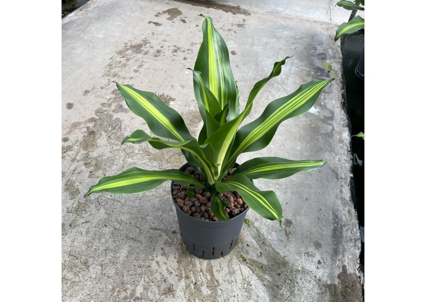 DRACAENA BURLEY 18/19 H60