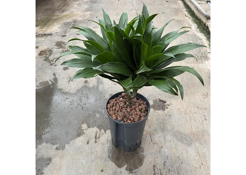 DRACAENA COMPACTA STAMM 15  15/19 H40/45