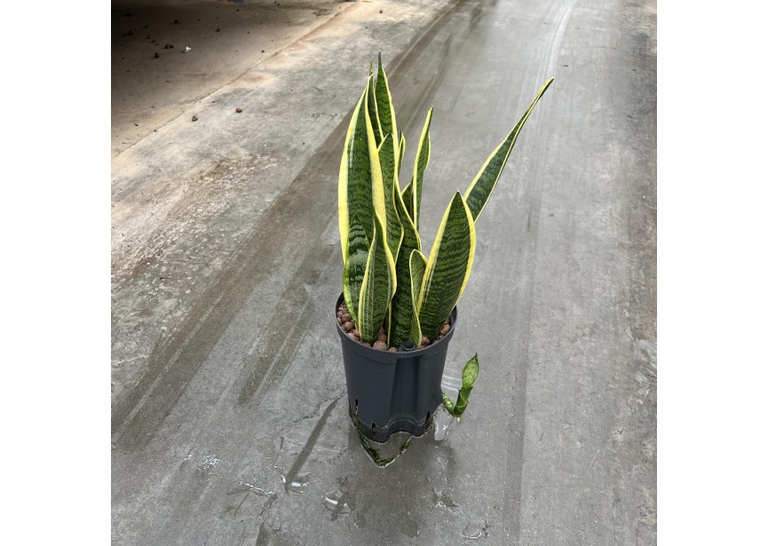 SANSEVIERIA LAURENTII 15/19 H45