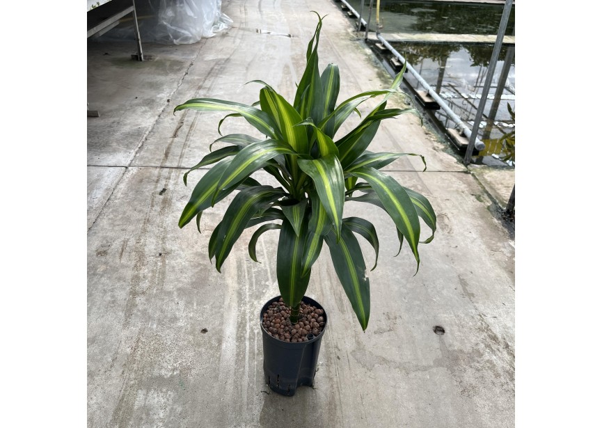 DRACAENA HAWAIAN SUNSHINE STAM 30CM  15/19 H6