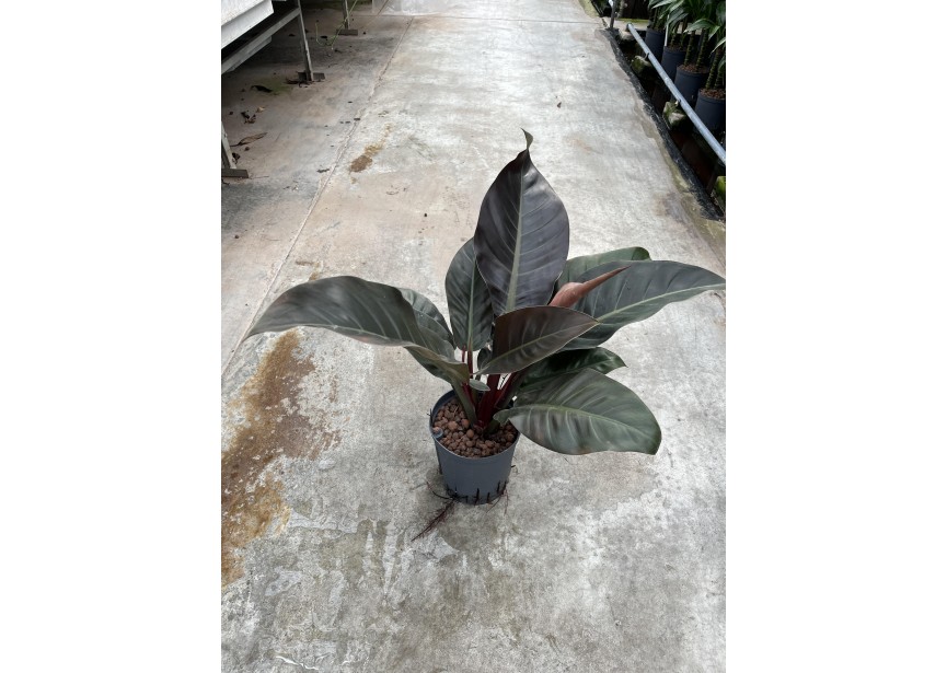 PHILODENDRON IMPERIAL RED 18/19 H60