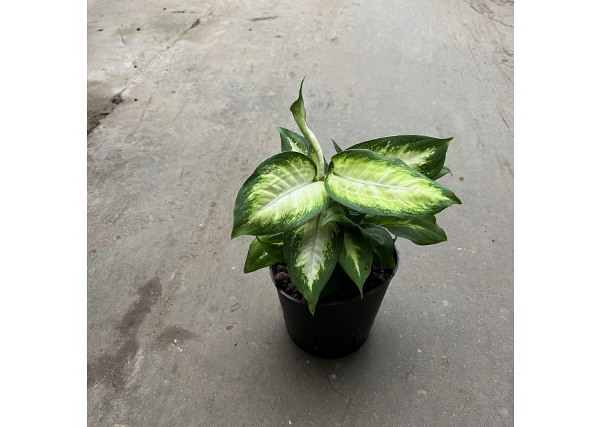 DIEFFENBACHIA AMOENA 13/12 H30