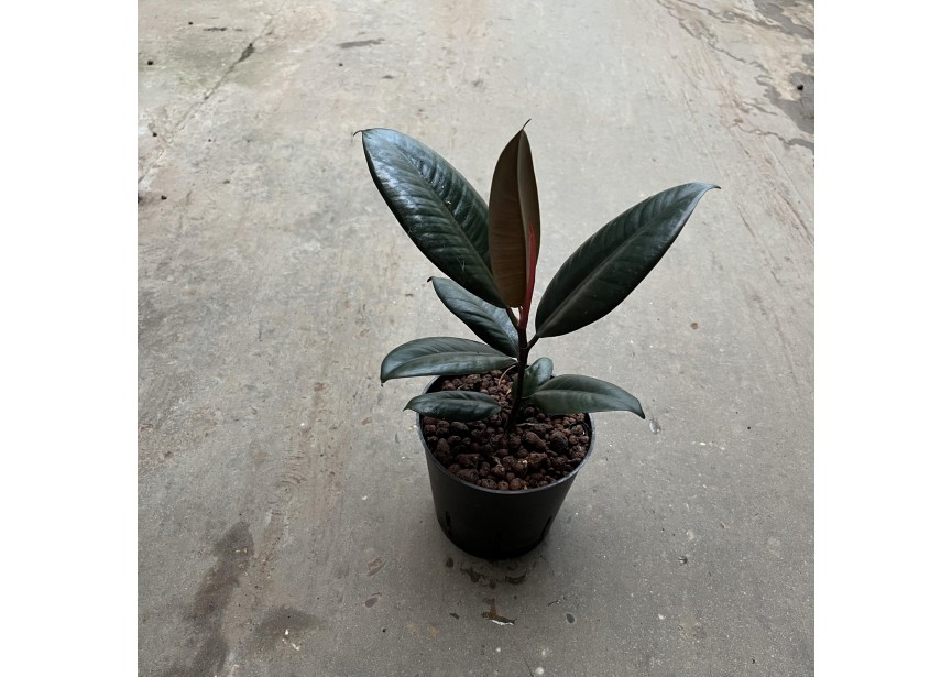 FICUS DARK BURGUNDY 13/12 H30