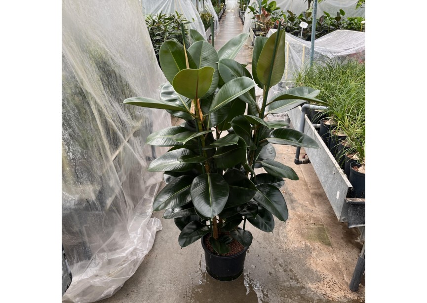 FICUS ROBUSTA  3PP 38/20 H150