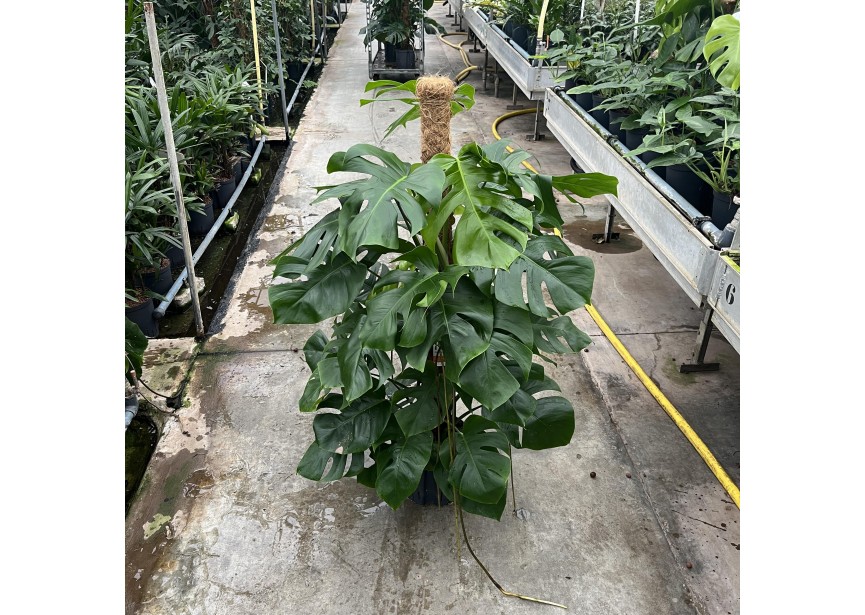 PHILODENDRON PERTUSUM MOSSTAB 22/19 H120