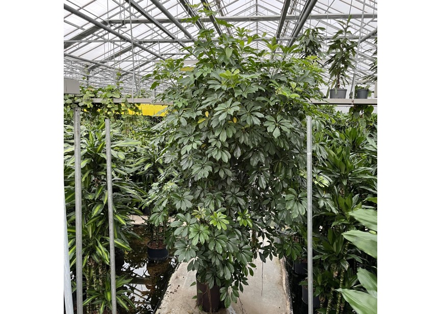 SCHEFFLERA COMPACTA VERTAKT 32/28 H230