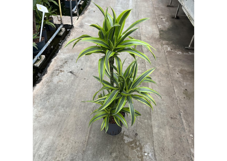 DRACAENA LEMON LINE (60/30/15) 18/19 H100