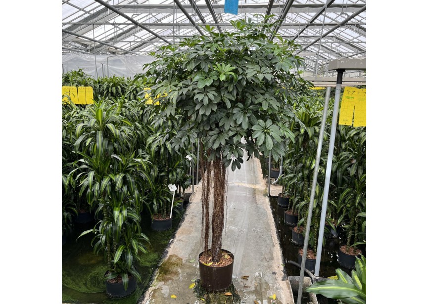 SCHEFFLERA COMPACTA STAMM  32/28 H240