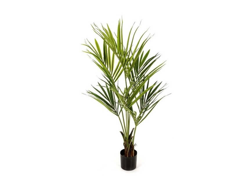 5 NATURAL KENTIA PALM H140