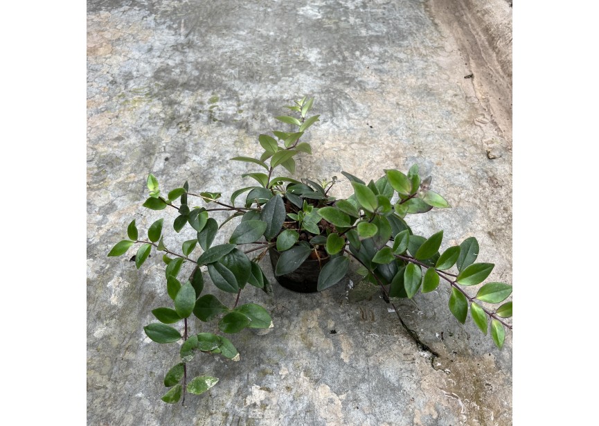 AESCHYNANTHUS LOBBIANUS 11/9 H20