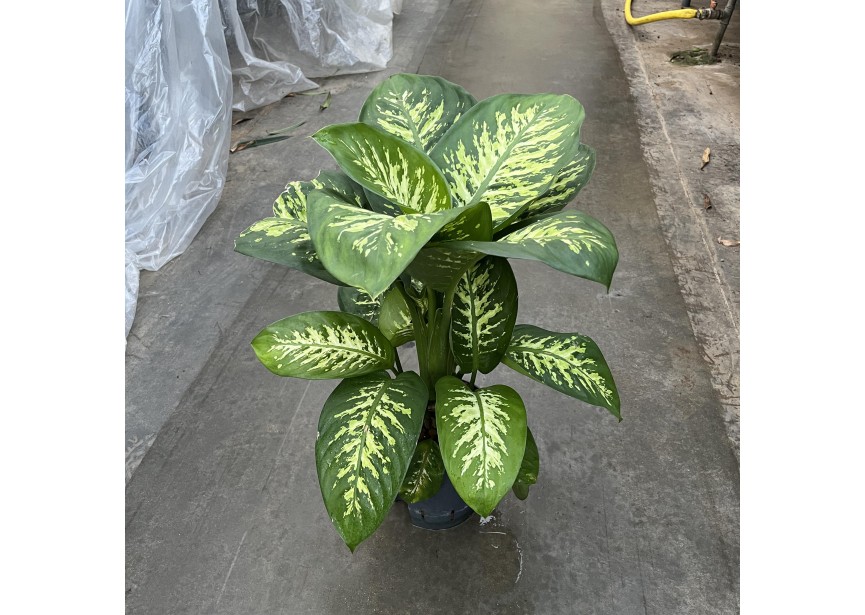 DIEFFENBACHIA REEVA 18/19 H60/70