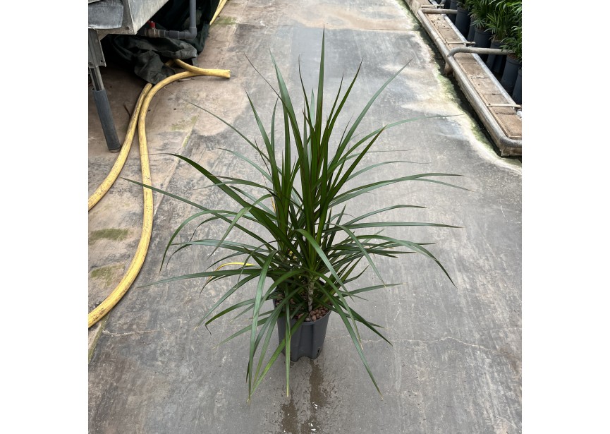 DRACAENA MARGINATA KOP 3PP 15/19 H40