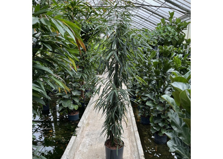 FICUS BINNENDIJKII ALII 1PP  32/28 H240/260