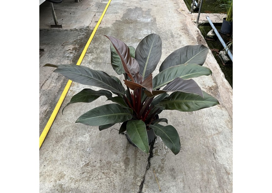 PHILODENDRON IMPERIAL RED  22/19 H60