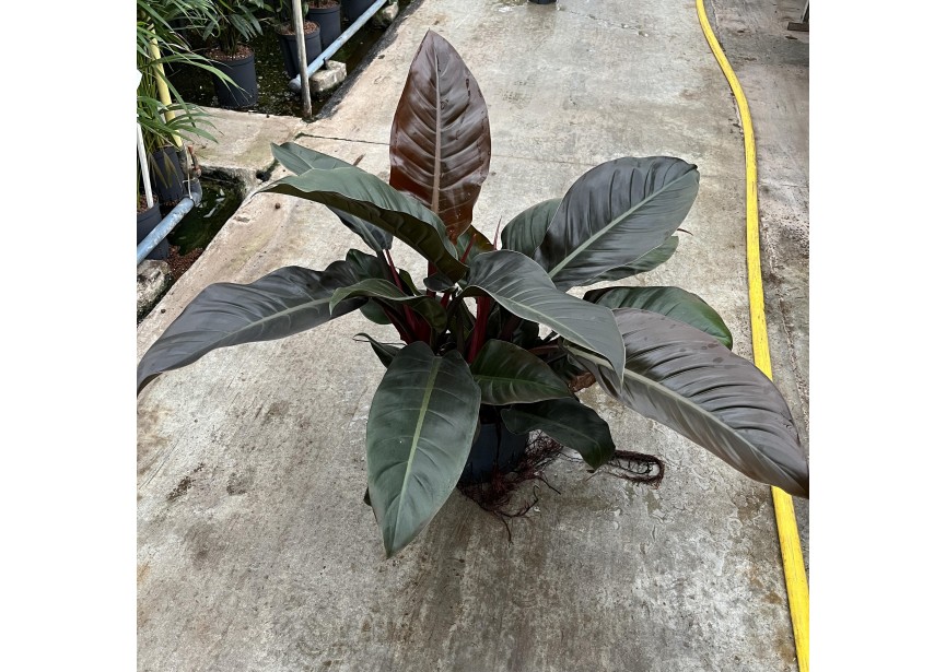 PHILODENDRON IMPERIAL RED 3PP 25/19 H60