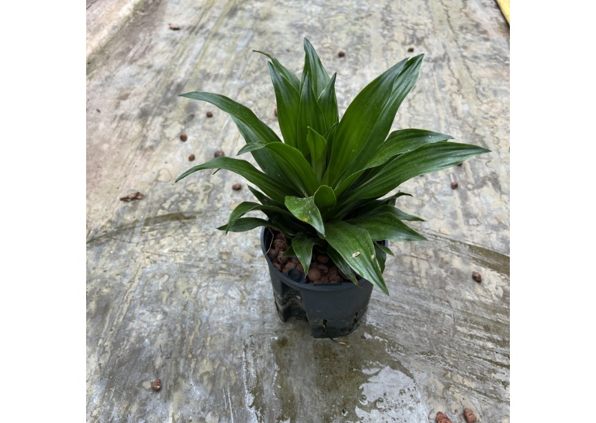 DRACAENA COMPACTA KÖPFE 13/12 H30