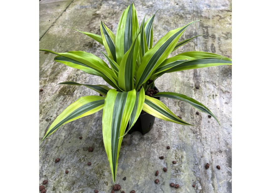 DRACAENA LEMON LINE KOPF 13/12 H35