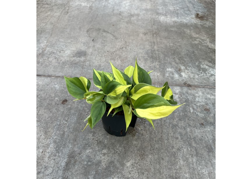 PHILODENDRON SCANDENS VARIEGATA 13/12 H30