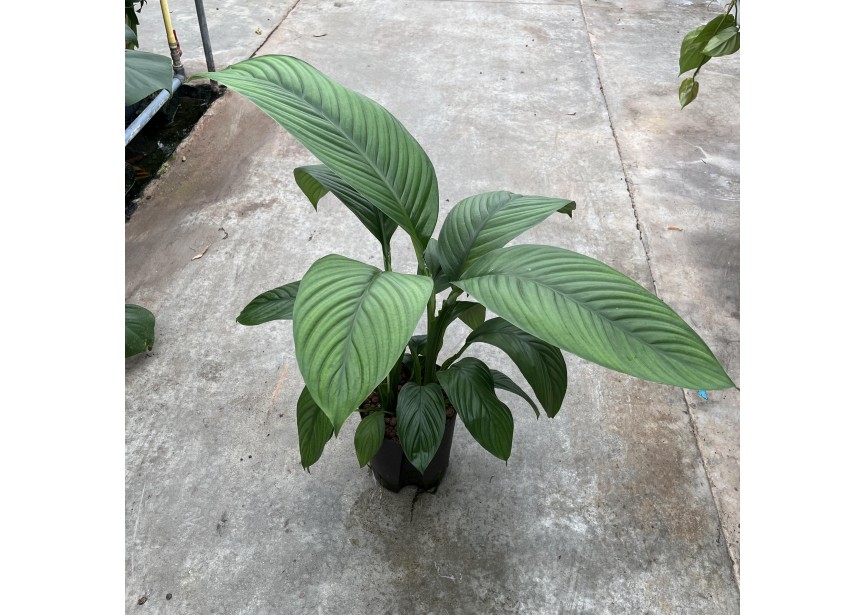 SPATHIPHYLLUM SENSATION 18/19 H60