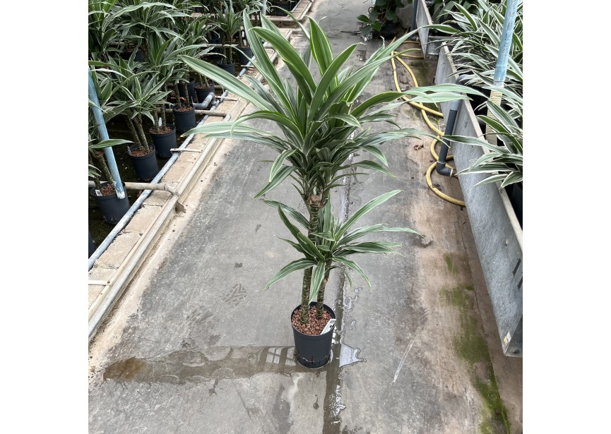 DRACAENA WARNECKII (60/30) 15/19 H110