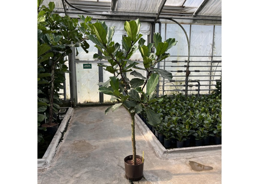 FICUS LYRATA STAMM 32/28 H220