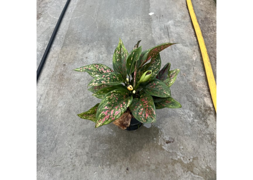 AGLAONEMA PEACH 13/12 H30