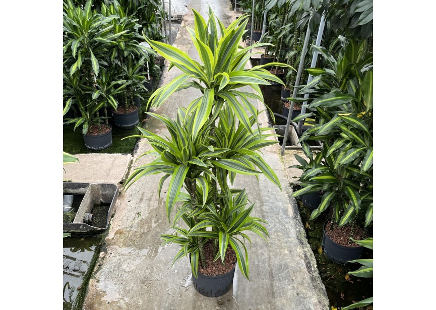 DRACAENA LEMON LINE CARROUSEL 6ST 25/19 H125