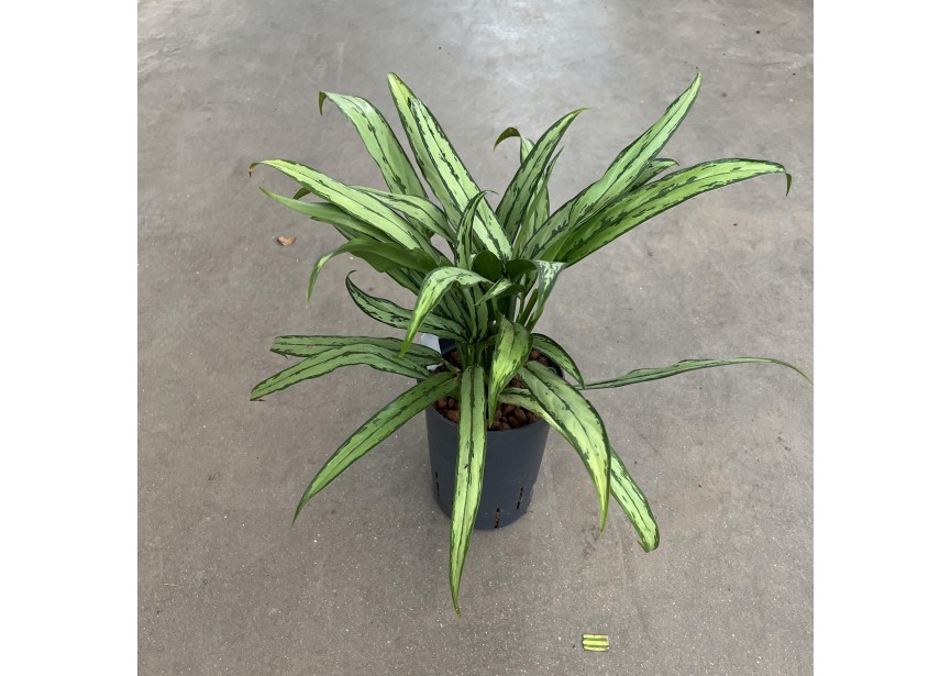 AGLAONEMA CUTLASS 3PP 15/19 H35