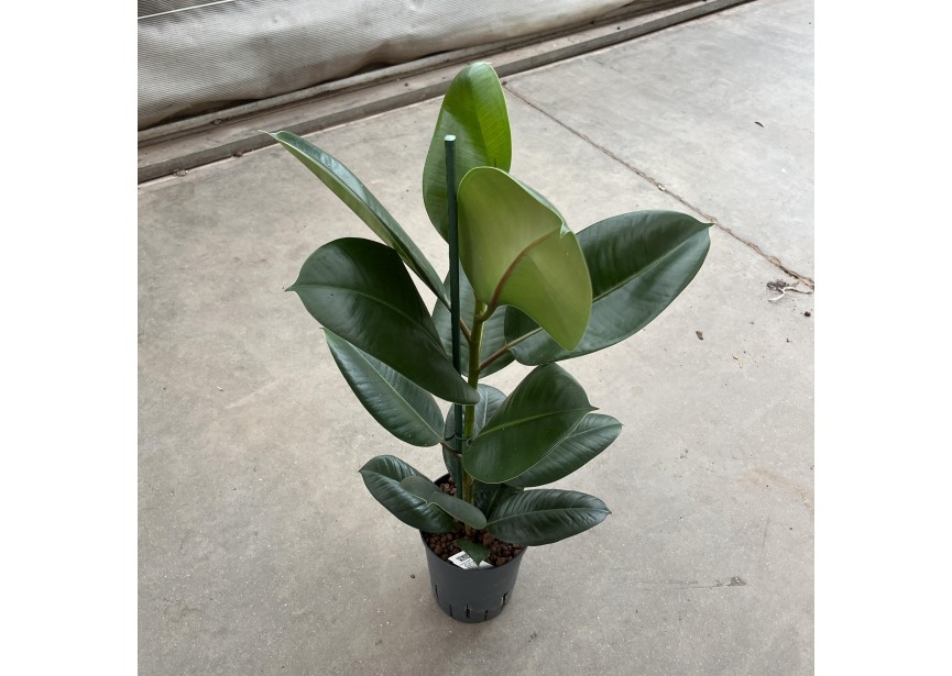 FICUS ROBUSTA 1 PP 15/19 H60