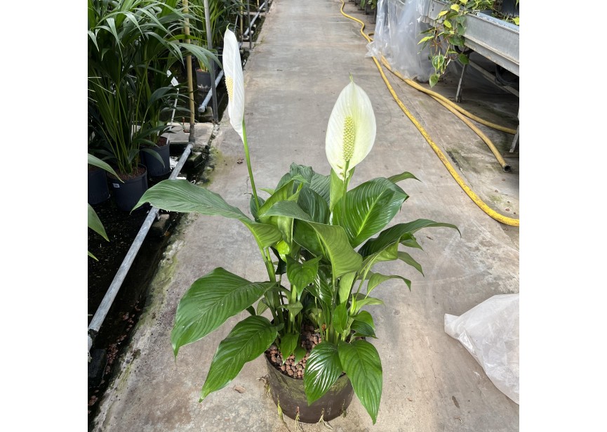 SPATHIPHYLLUM 28/19  H60