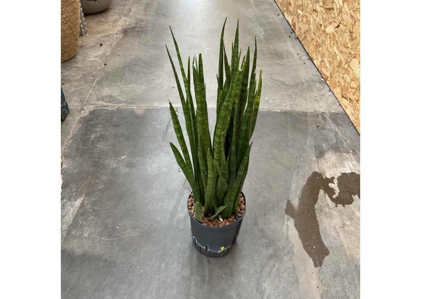 SANSEVIERIA KIRKII 18/19 H60